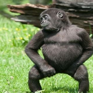 3 Gorillas discount code