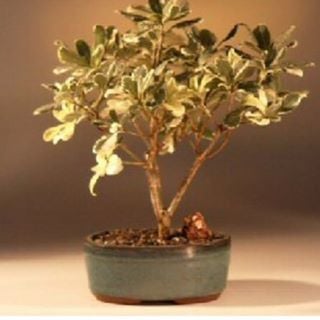 Bonsai Boy Discount Code