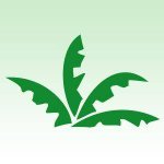 The Rainforest Site Discount Code