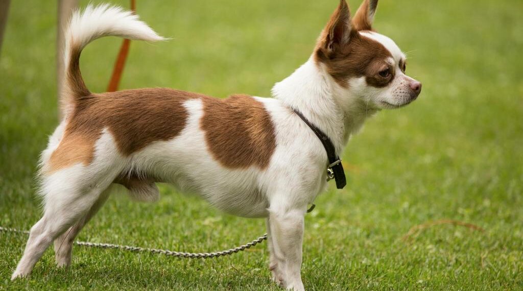 Pet Care Innovations: Advances in Pet Health and Wellness