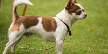 Pet Care Innovations: Advances in Pet Health and Wellness