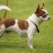 Pet Care Innovations: Advances in Pet Health and Wellness