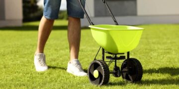 Overseeding vs Reseeding: How to Know Which Is Right for Your Lawn
