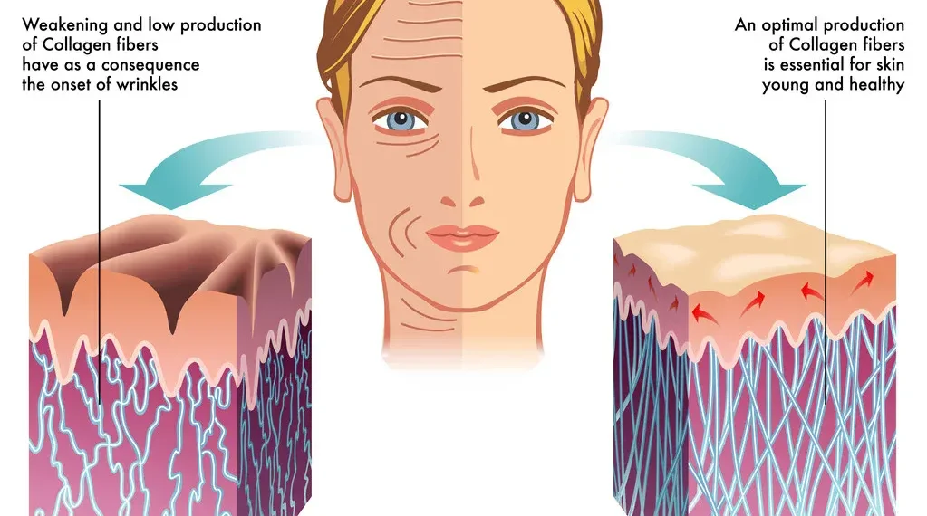 The Role of Collagen in Keeping Skin Firm and Youthful