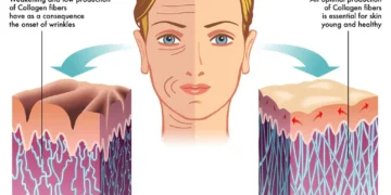 The Role of Collagen in Keeping Skin Firm and Youthful