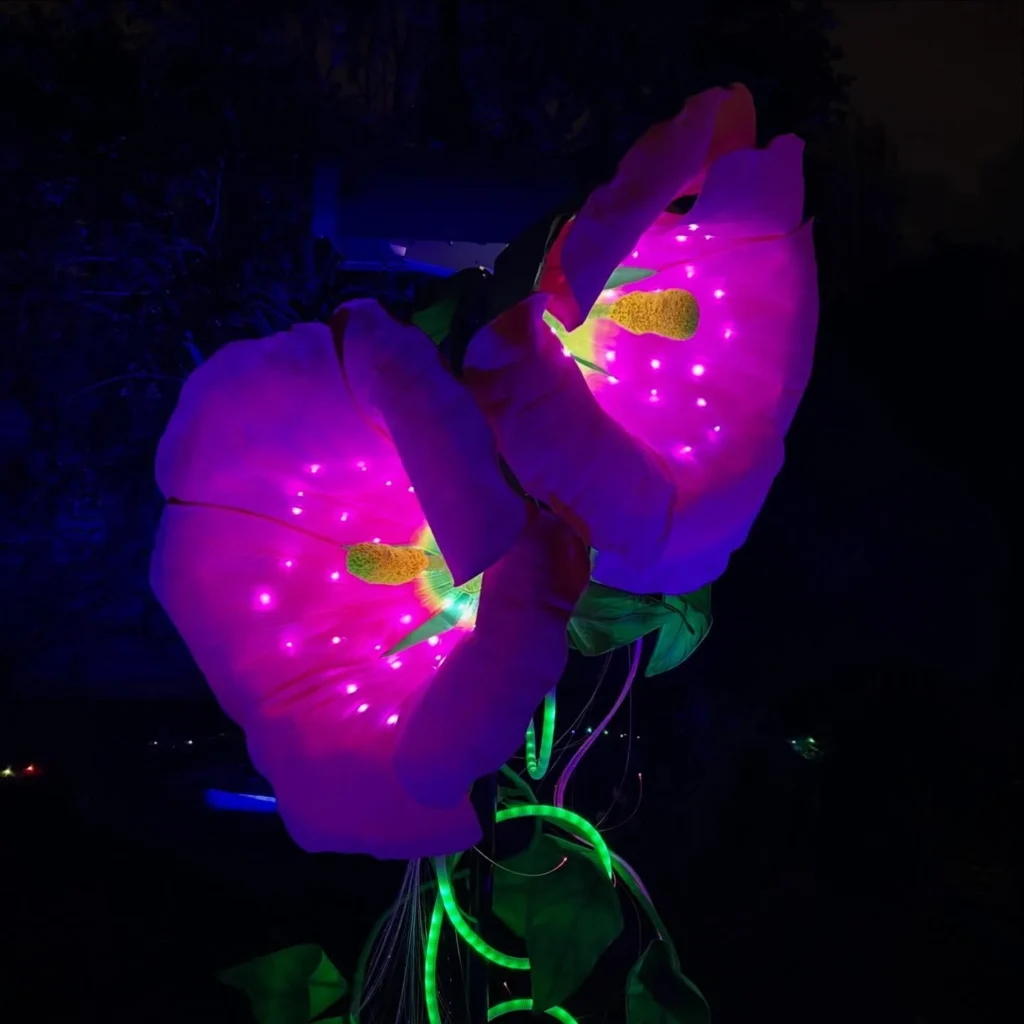 morning-glory-light-flowers